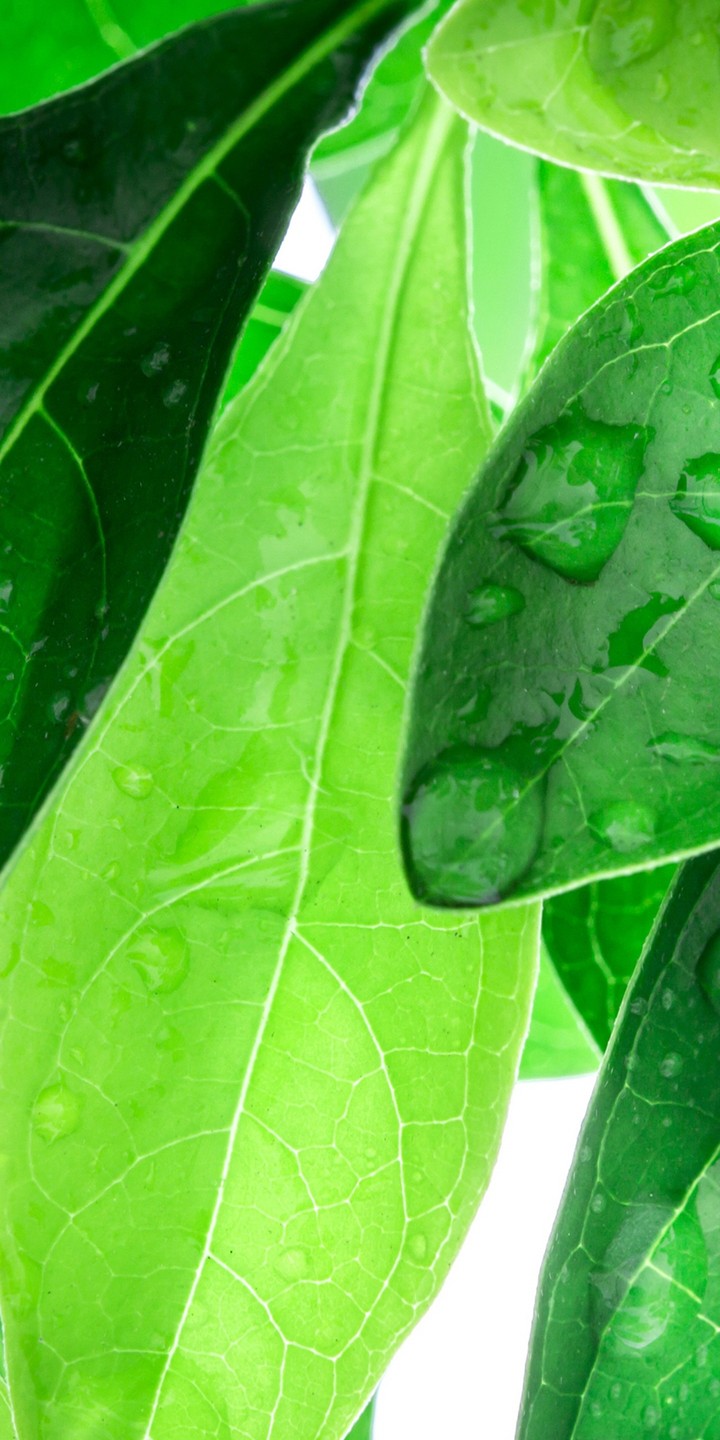 leafs with waterdrops hd