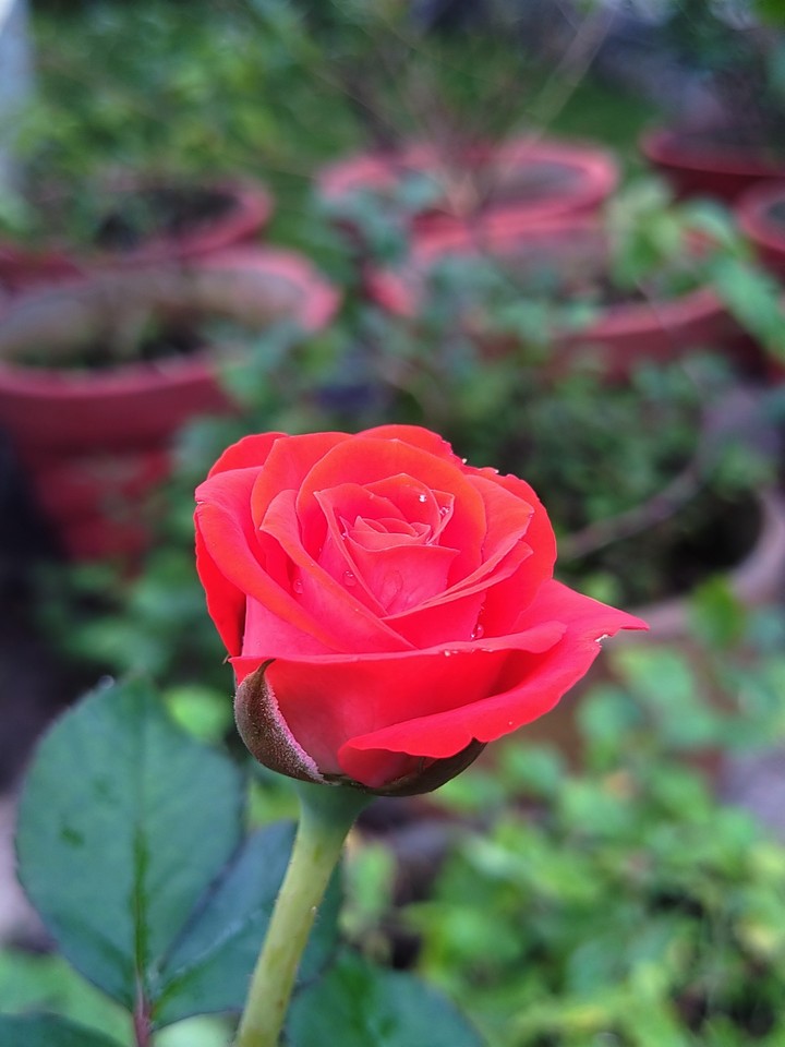 redrose