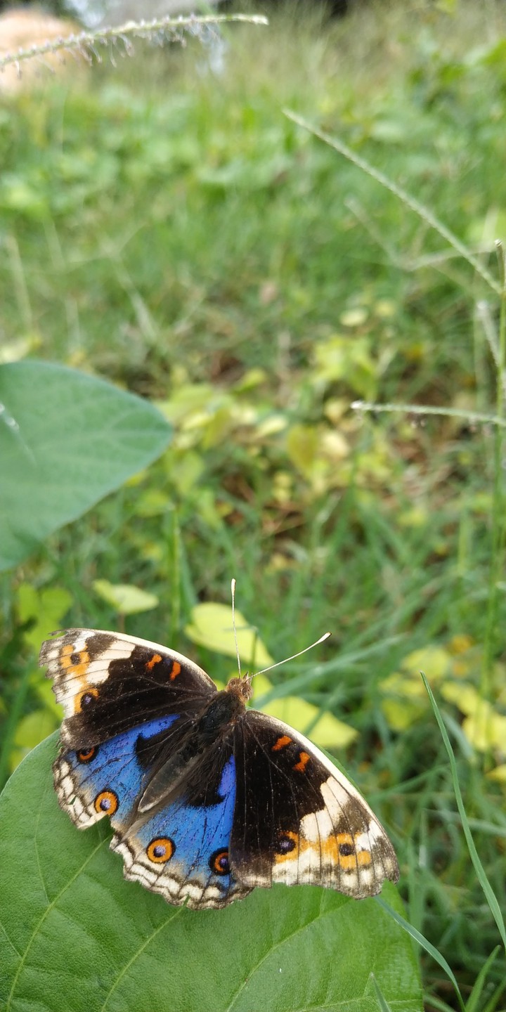 Butterfly #2