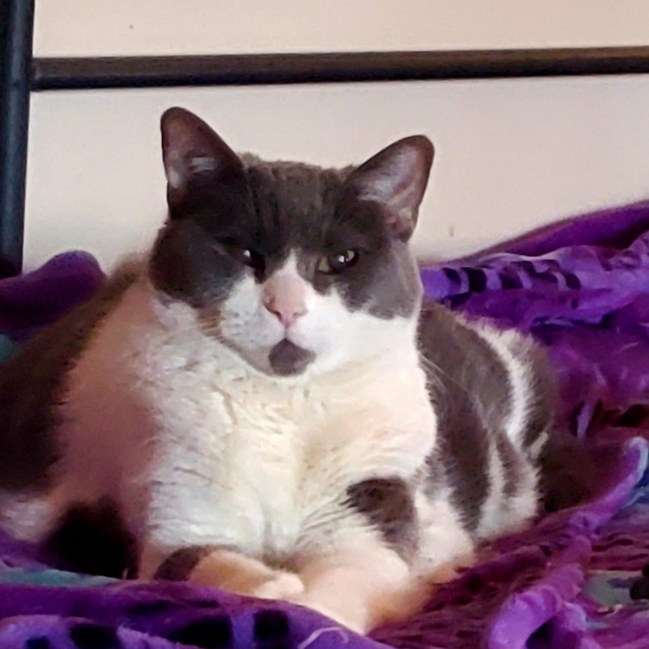 Princess Moo Moo