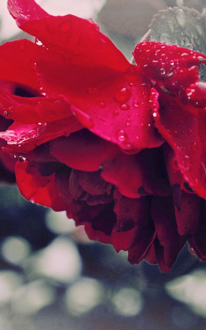 rose