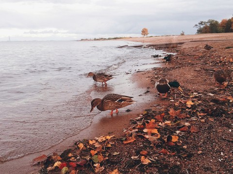a duck and the sea