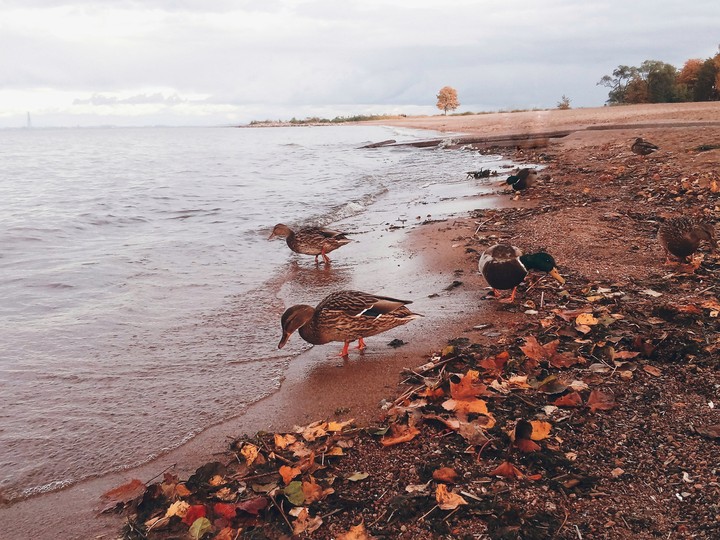 a duck and the sea