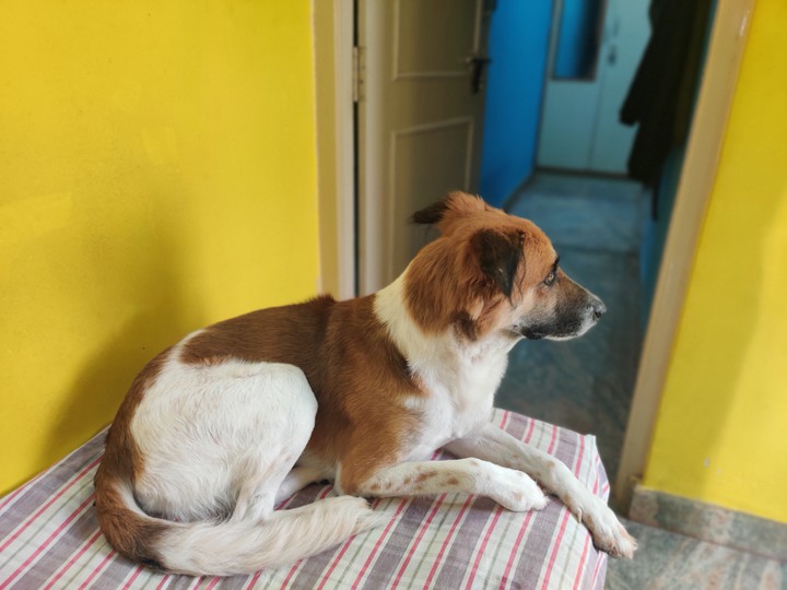 Dog