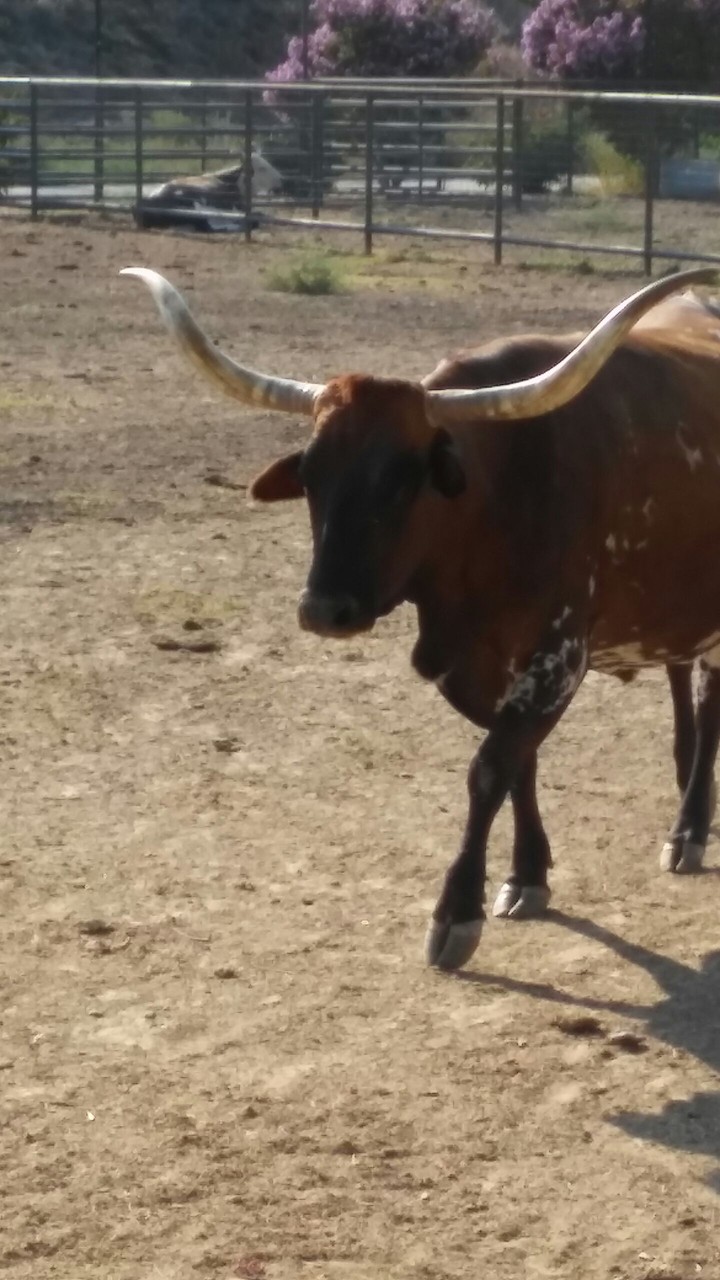 Big Horns