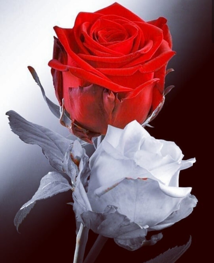 rosa