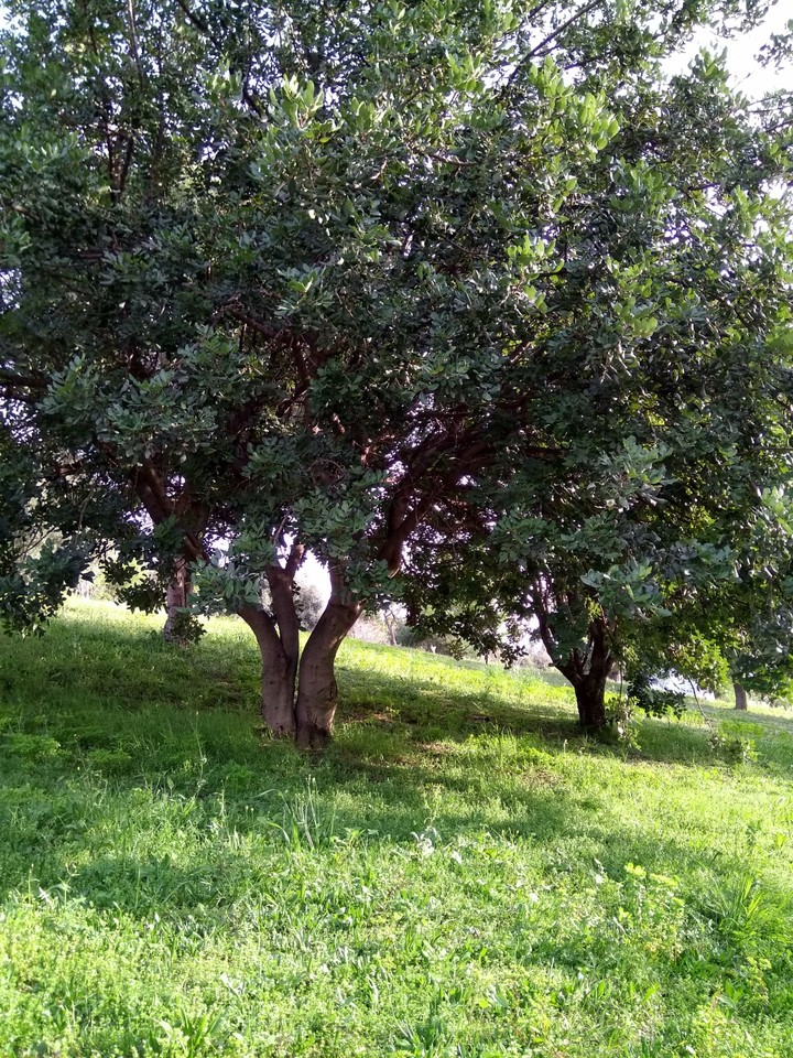 Amazing nature