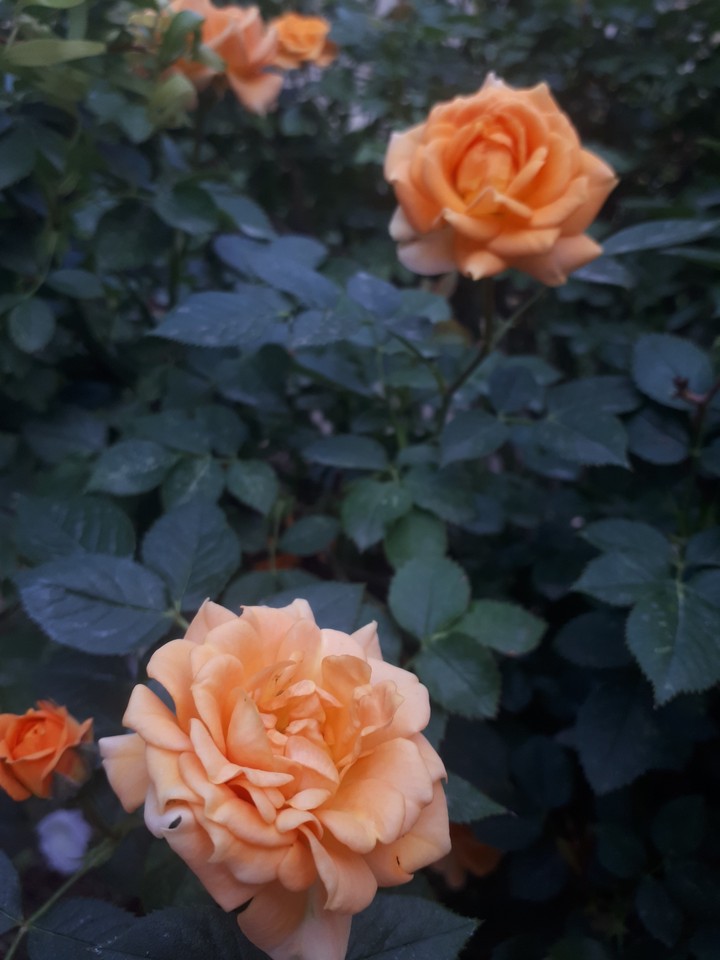 rose