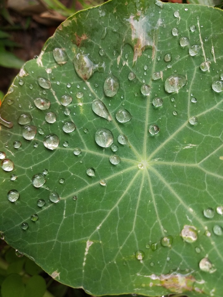 water drops