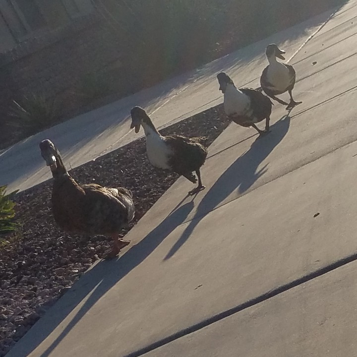 some ducks