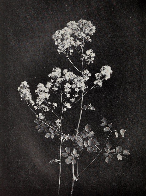 Bouquet, anthriscus wallpapers