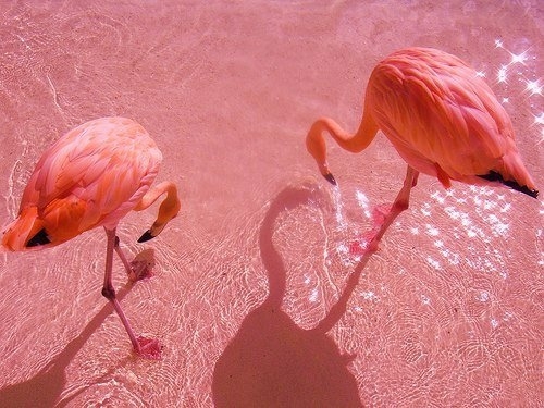 Pelicans