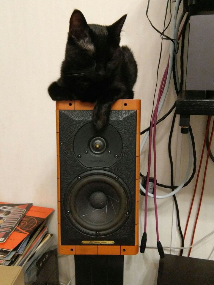 My Cat 2
