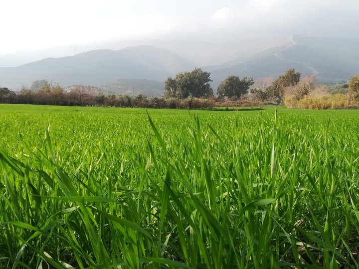 green