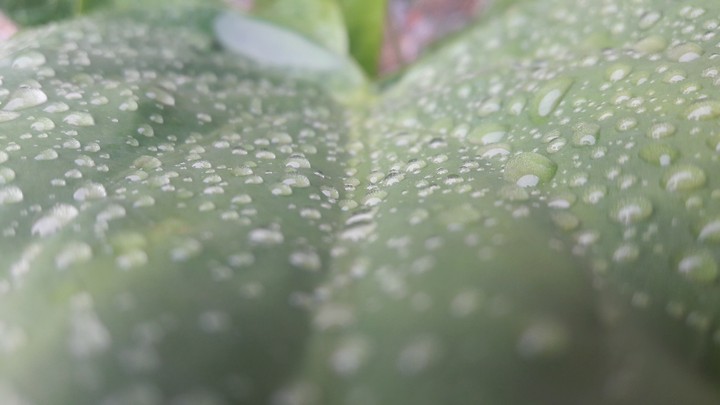 Wet Plant