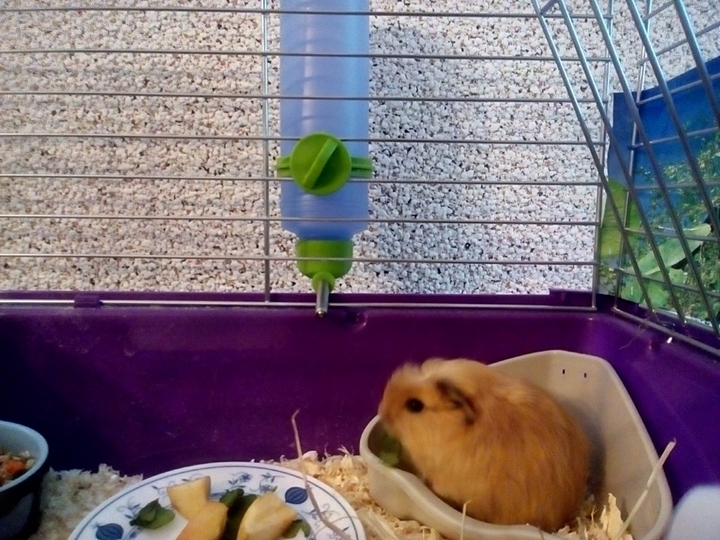 guinea_pig