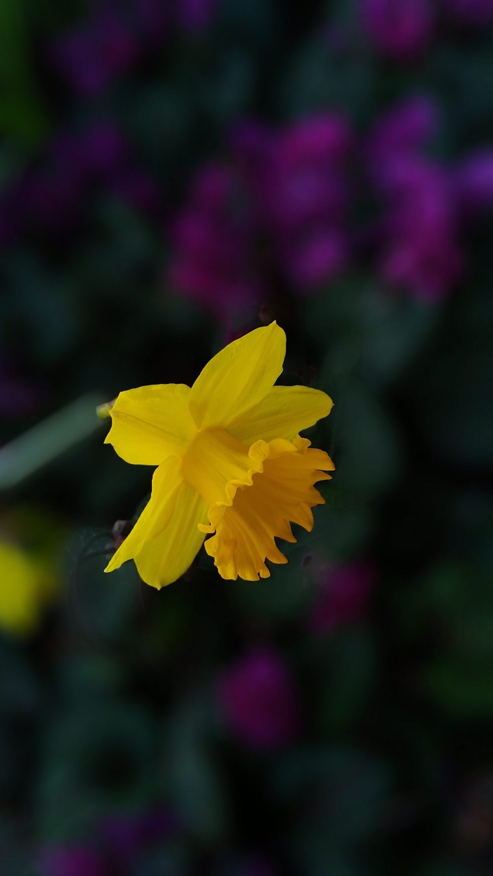 Narcissus