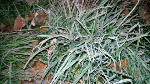 frozen grass