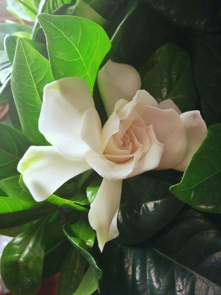 gardenia