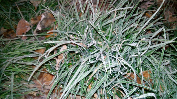 frozen grass