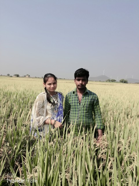paddy