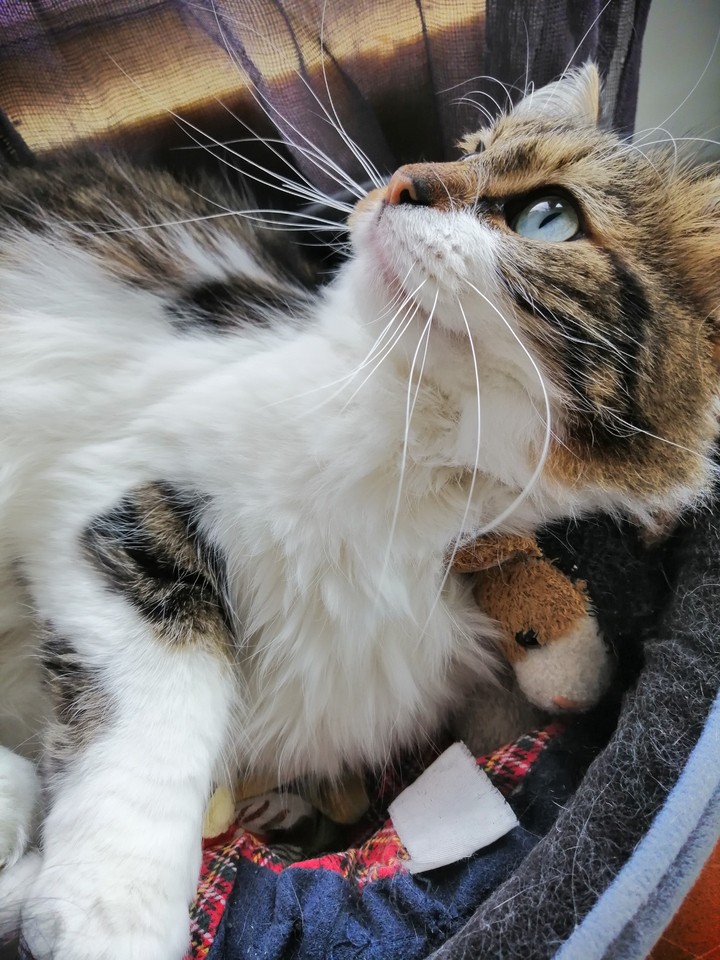 chat