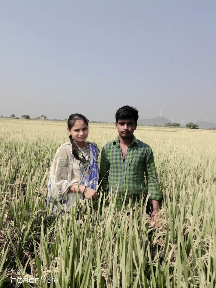 paddy