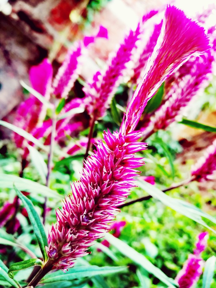 Pink and Green