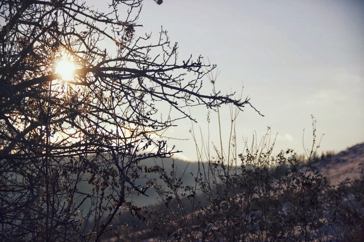tree story