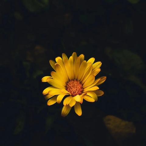 flower, sunflower wallpapers
