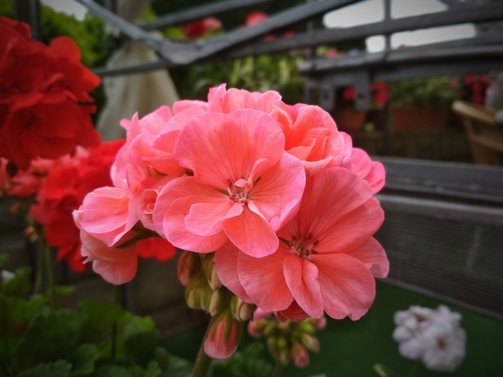 Pink flover / Герань