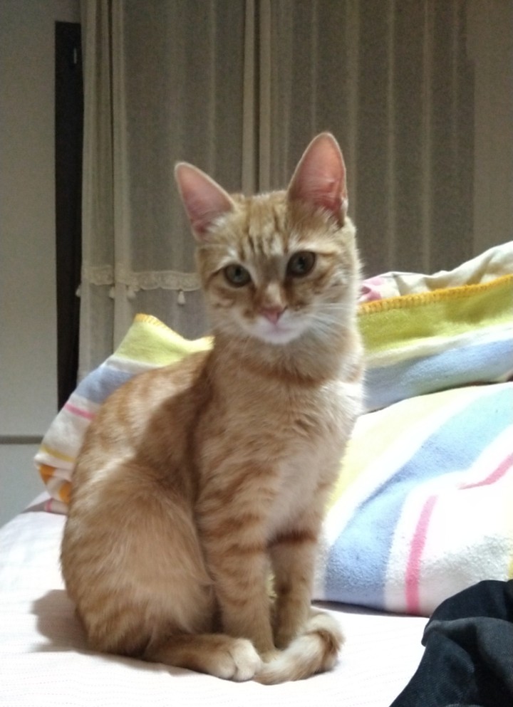 Cat is very cute?