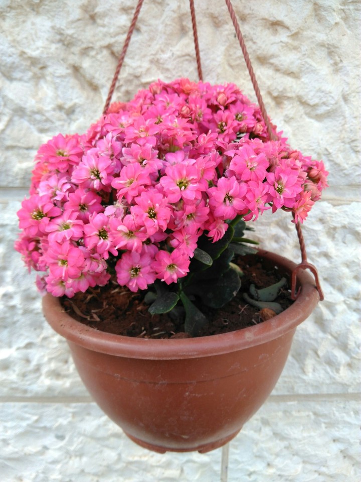 flower#