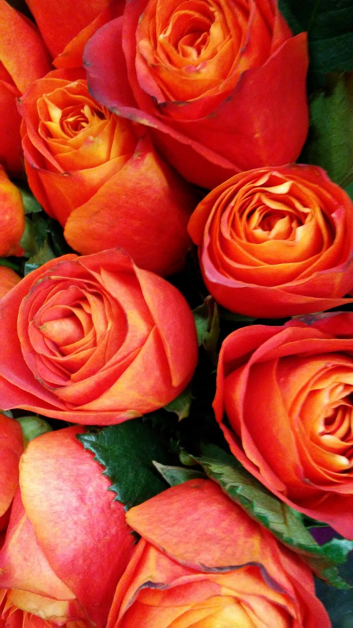 Firemist Red Roses