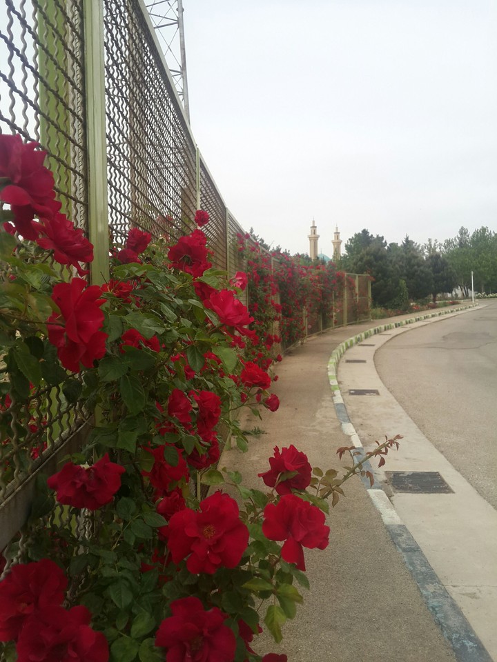 Roses