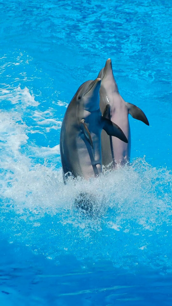 two dolphins