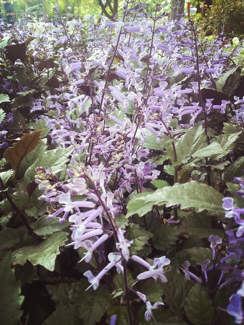 plant, flower háttérképek