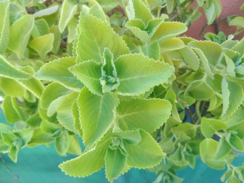 green love