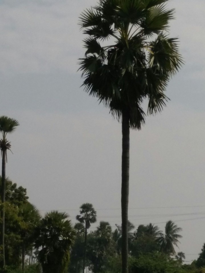 Todd tree