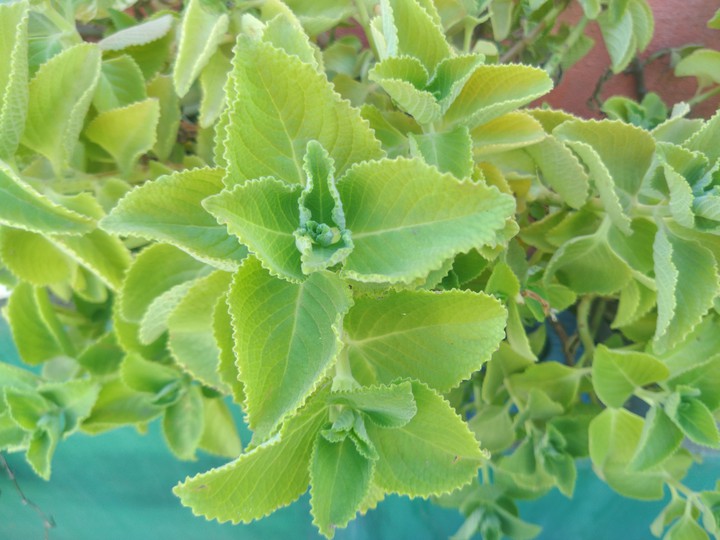 green love