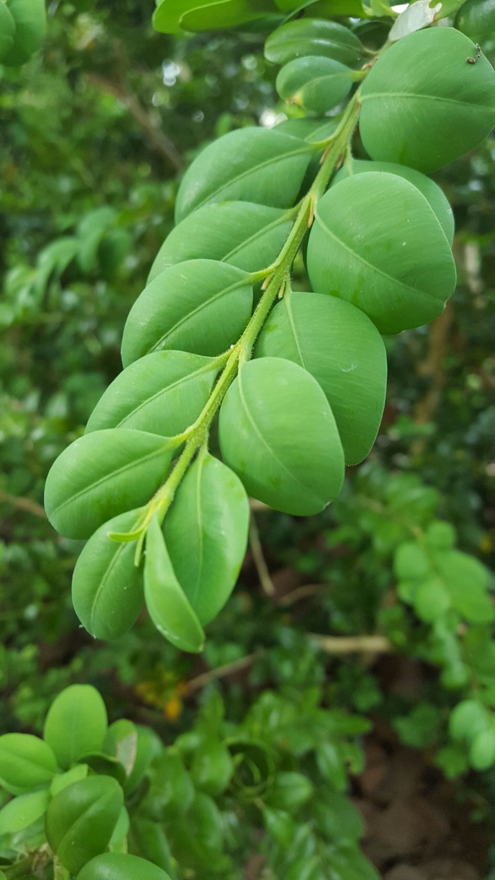 leaf