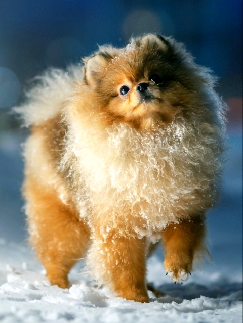 Cute, snout háttérképek