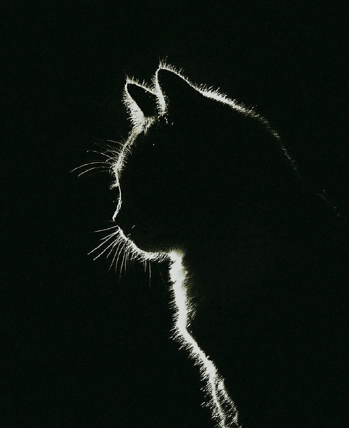 SK~ Cat