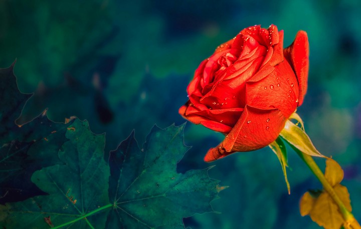rose