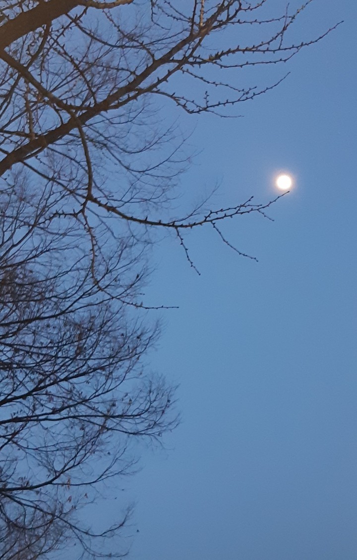 moon dew