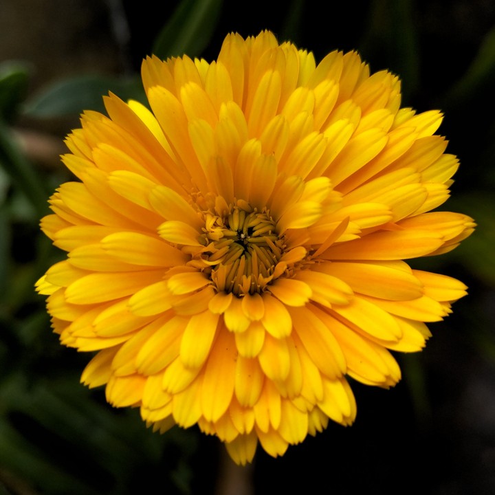 Marigold