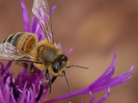 Biene/Bee