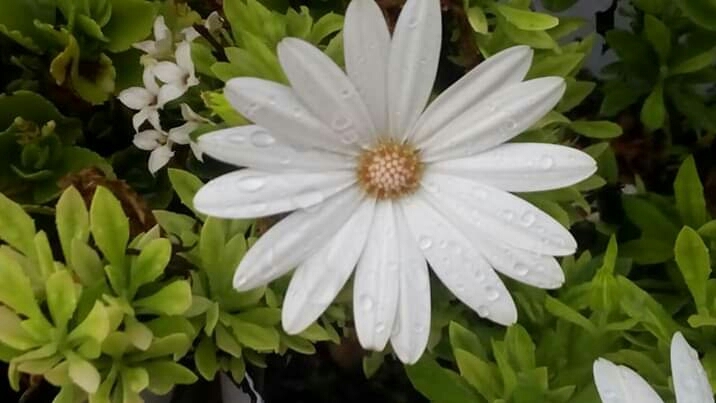 flores