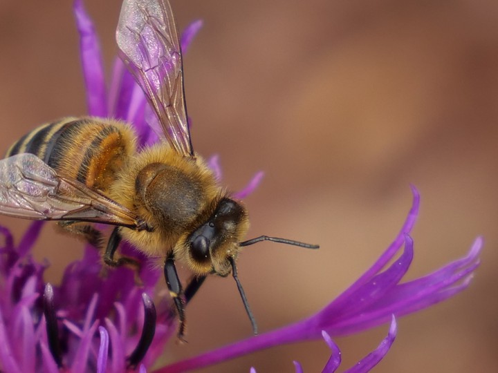 Biene/Bee