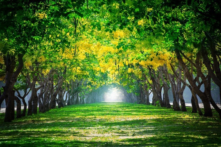 Green Trees....